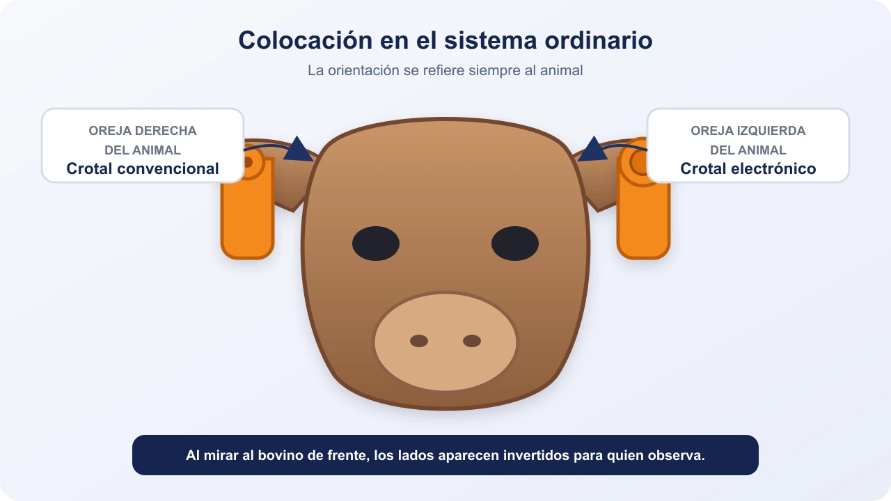 Esquema frontal de un bovino con el crotal convencional en la oreja derecha del animal y el electrónico en la izquierda